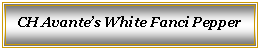 Text Box: CH Avante’s White Fanci Pepper