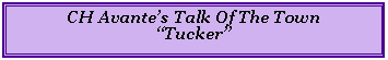 Text Box: CH Avante’s Talk Of The Town“Tucker”