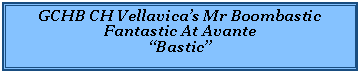 Text Box: GCHB CH Vellavicas Mr Boombastic Fantastic At AvanteBastic