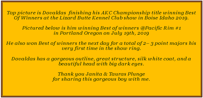 Text Box: Top picture is Dovaldas  finishing his AKC Championship title winning Best Of Winners at the Lizard Butte Kennel Club show in Boise Idaho 2019.Pictured below is him winning Best of winners @Pacific Rim #1in Portland Oregon on July 19th, 2019He also won Best of winners the next day for a total of 2– 3 point majors his very first time in the show ring.Dovaldas has a gorgeous outline, great structure, silk white coat, and a beautiful head with big dark eyes.  Thank you Janita & Tauras Plunge for sharing this gorgeous boy with me. 